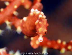 Pygmy sea horse Denise.
Philippines , Moal Boal
Nikon D... by Marchione Giacomo 